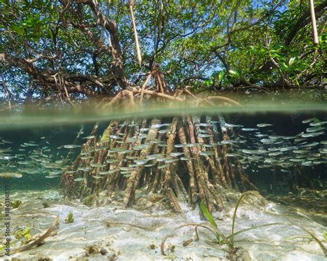 Split view of mangrove tree in the water above and below sea surface ...