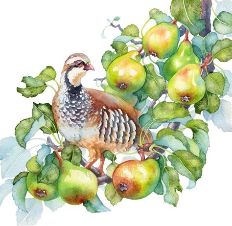 Partridge in a Pear Tree - Watercolor on 12x12 cold pressed Arches ...