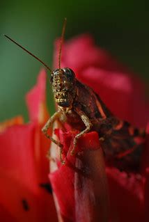 The Insects' World | Insects are creatures with three pairs … | Flickr