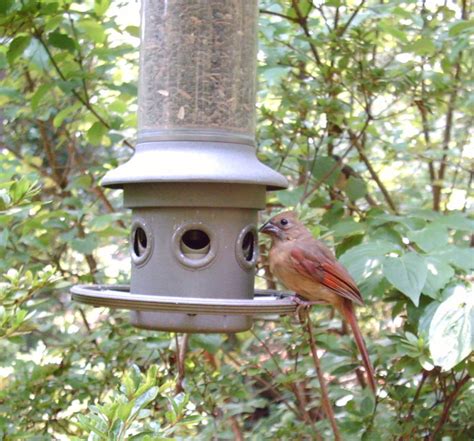 Birds – Attracting | Walter Reeves: The Georgia Gardener