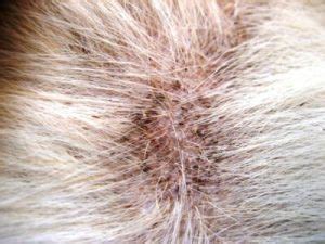 Seborrhea (Seborrheic Dermatitis) in Dogs: Causes, Treatment