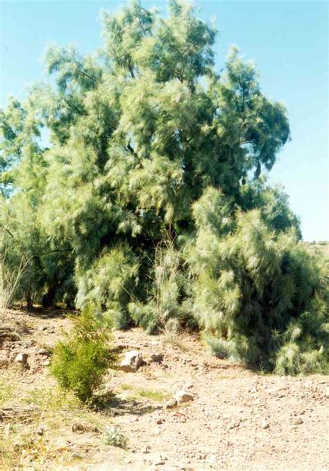 Tamarisk trees grow in thick | Goo