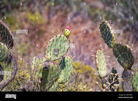 California Torrey Pines Wildlife Trail Views Stock Photo - Alamy