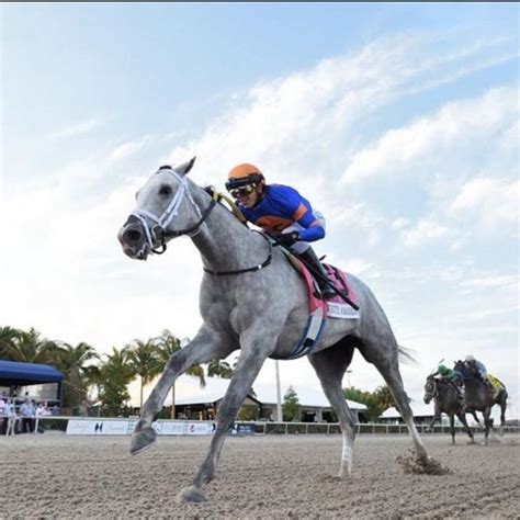 Horse Racing Icon White Abarrio Eyes Saudi Cup After Breeders’ Cup ...