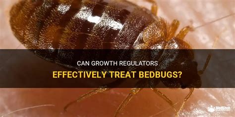 Can Growth Regulators Effectively Treat Bedbugs? | MedShun