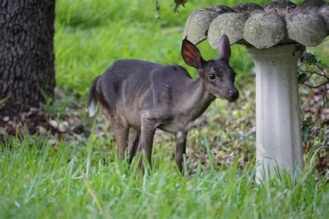 Black Deer: Have You Seen This Rare Color of a Common Animal?