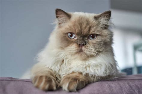 Top 12 Himalayan Cat Breeders: What To Look For