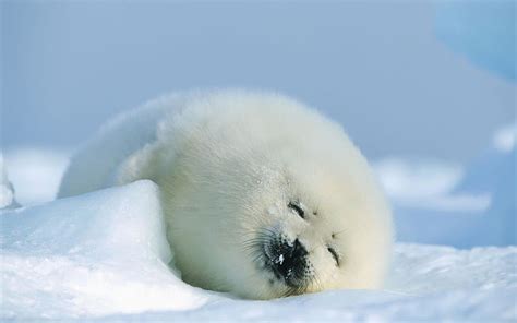 1080P Free download | Baby seal Baby Animals. Seal pup, Baby animals funny, Baby Harp Seal HD ...