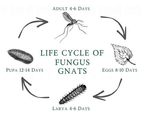 How to Kill Fungus Gnats - The Contented Plant