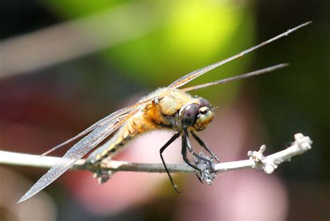 Macro Dragonfly Free Stock Photo - Public Domain Pictures