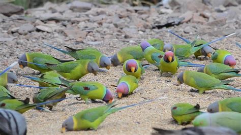 Bird Watching in Ranthambore Fort - YouTube