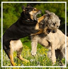 Dog Park Safety - Run and Play | Group/Individual Dog Walks/Boarding ...