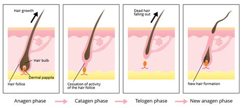 Hair Growth Cycle and Why it's Important - Modena Hair Institute