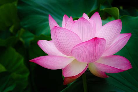 Selective focus photography of pink petaled flowers in full bloom ...