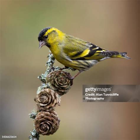 1,721 Siskin Bird Stock Photos, High-Res Pictures, and Images - Getty ...