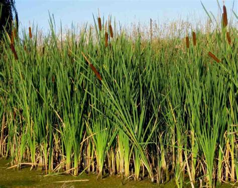 Typha latifolia – Cattails | Baker Environmental Nursery