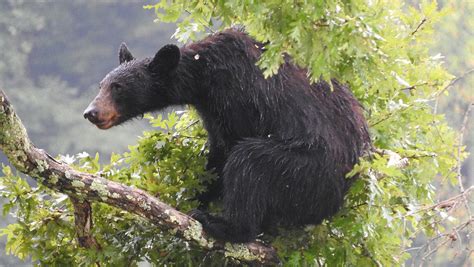 Louisiana black bear no longer on endangered list