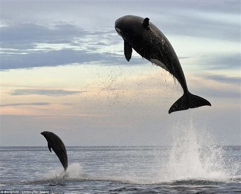 Take a Look at These Amazing Pictures of an Orca Hunting Down a Dolphin ...