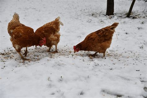 20 Tips for Caring for Chickens in Winter | Real Self-Sufficiency