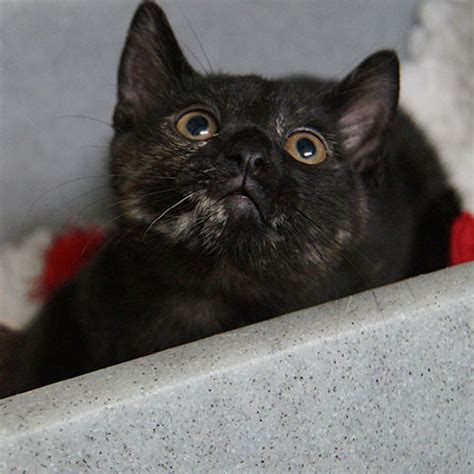 Rare 'tortie' found at Wrexham Adoption Centre | Cats Protection