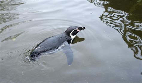 Free Stock Photo 6276 Humbolt penguin swimming in water | freeimageslive