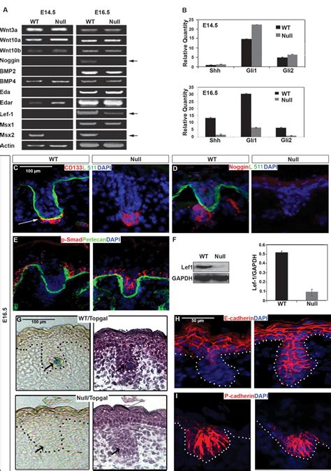 Laminin-511 is an epithelial message promoting dermal papilla development and function during ...