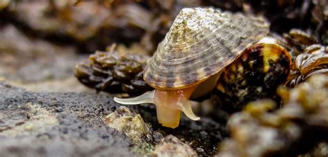 Limpets are easy to overlook—so too is their effect on the environment. But careful ...