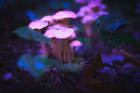 HD wallpaper: germany, fürth, moody, glow, purple, night, dark, light, mushrooms | Wallpaper Flare