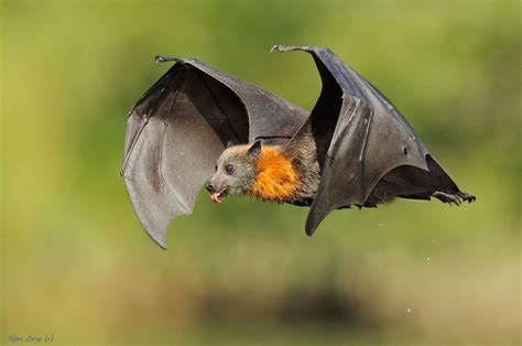 Flying Fox Photos | Raposas voadoras, Animais estranhos, Mamíferos