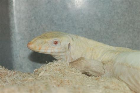 albino nile monitors - Reptile Forums