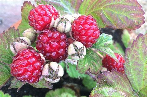 La mûre : Le fruit de la fin de l’été - tout savoir sur les fruits - La ...