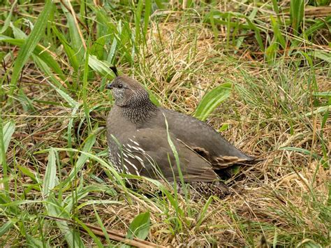 California Quail Nesting (Behavior, Eggs + Location) | Birdfact