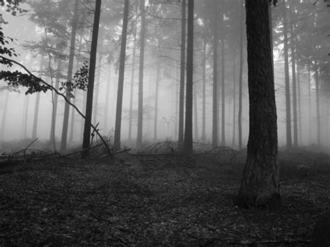 Image - Slender forest.png | Creepypasta Wiki | FANDOM powered by Wikia