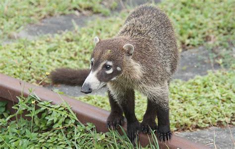 Panama Wildlife