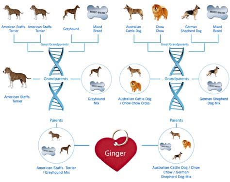 The Best Dog DNA Test for Your Rescue Dog