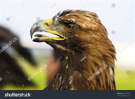 Golden Eagle Closeup Stock Photo 329915990 - Shutterstock