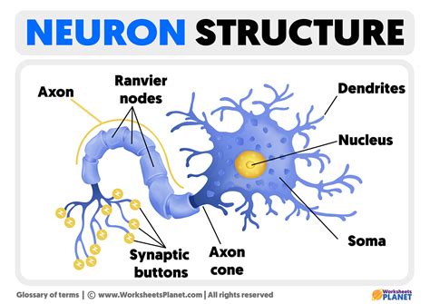 Neuron Structure Diagram