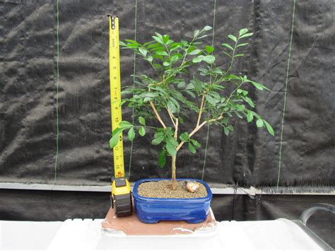 Flowering Orange Jasmine Bonsai Tree