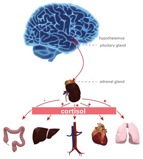 Stress gets us going, but too much causes illness - EUROIMMUNBlog