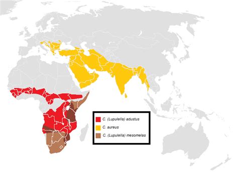 Abe's Animals: Range map of each jackal species