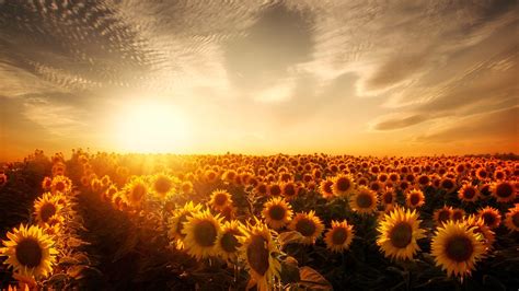 2048x1152 Sunflowers Sunset 2048x1152 Resolution HD 4k Wallpapers, Images, Backgrounds, Photos ...