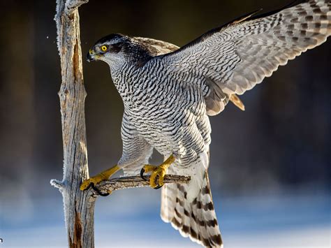 Birds - Yosemite National Park