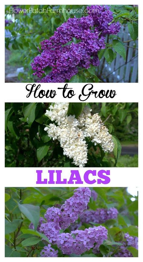 How to Grow Lilacs. Read and the tips and tricks I have found that work for me to get sweet ...