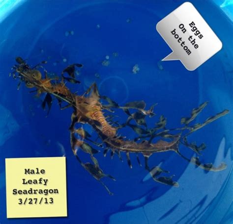 Adopt a Leafy Sea Dragon Program | Seahorse Hawaii Foundation