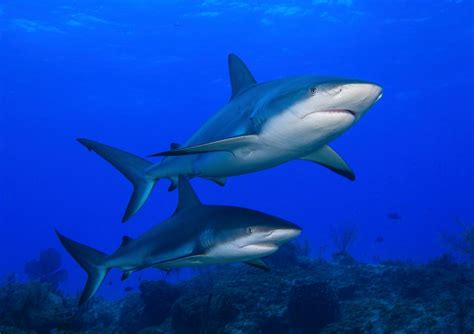 Everything You Know about Shark Conservation Is Wrong | Scientific American