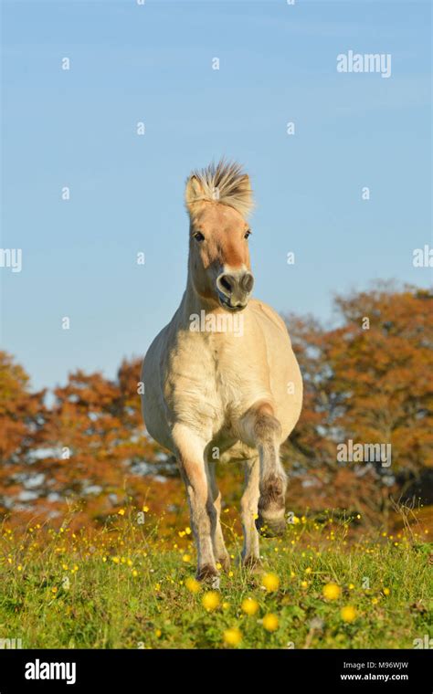 Norwegian Fjord horse cantering in the field in autumn Stock Photo - Alamy
