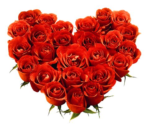 Bouquet of roses PNG image, free picture download