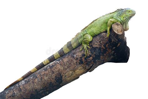 Iguana Lizard stock photo. Image of wildlife, animal - 16065072