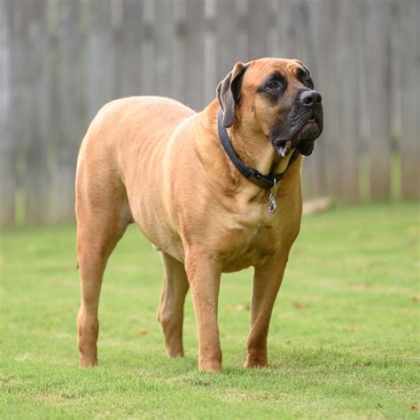 At What Age Is A English Mastiff Full Grown