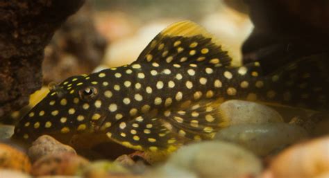 Gold Nugget Pleco Care Guide: Types, Diet, Tanks, Tank Mates, Breeding